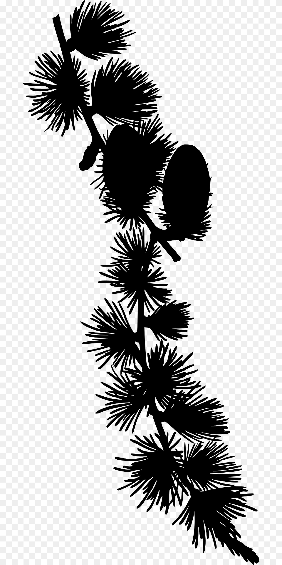 European Larch Silhouette, Conifer, Plant, Tree, Fir Free Transparent Png