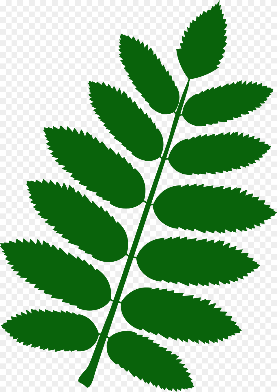European Mountain Ash Leaf Silhouette, Green, Herbal, Herbs, Plant Free Transparent Png