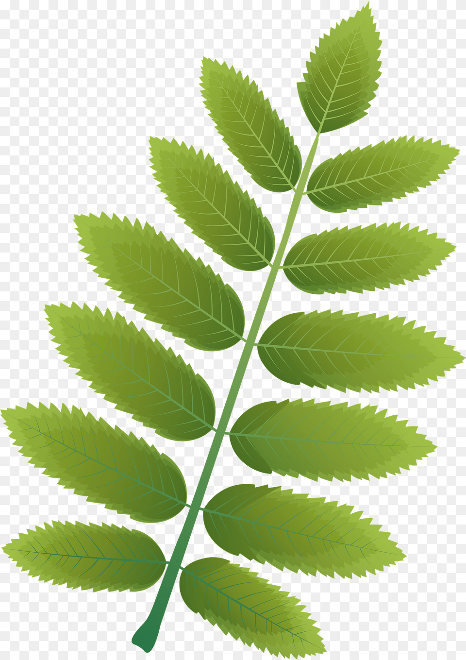 European Mountain Ash Summer Leaf Clipart, Green, Plant, Herbal, Herbs Free Png Download