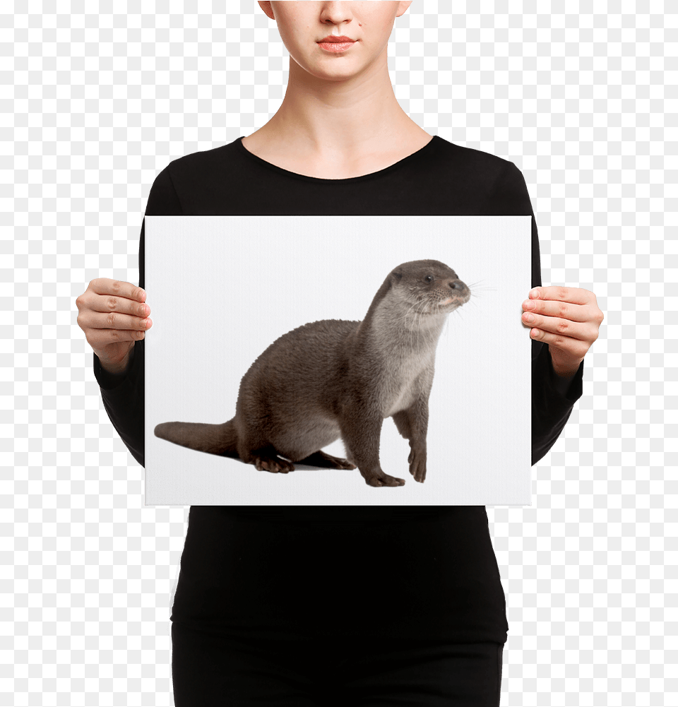 European Otter Canvas Black Mask Fawn French Bulldog Is Ready, Adult, Female, Person, Woman Free Png Download