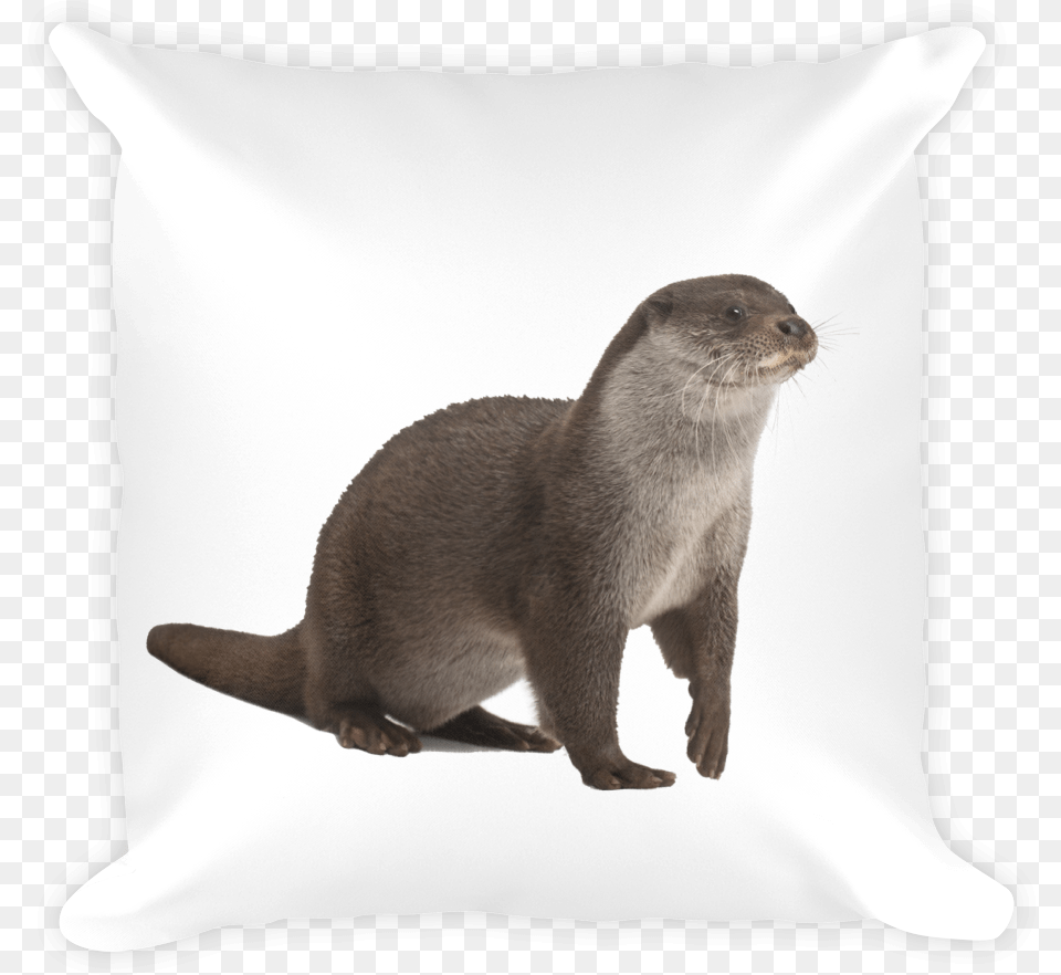 European Otter Print Square Pillow Lutra, Animal, Mammal, Wildlife, Rat Free Png