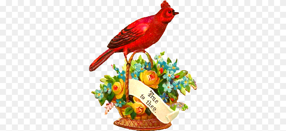 European Robin, Animal, Bird, Flower, Flower Arrangement Png Image