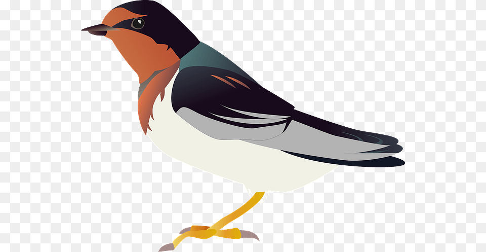 European Robin, Animal, Beak, Bird, Finch Png