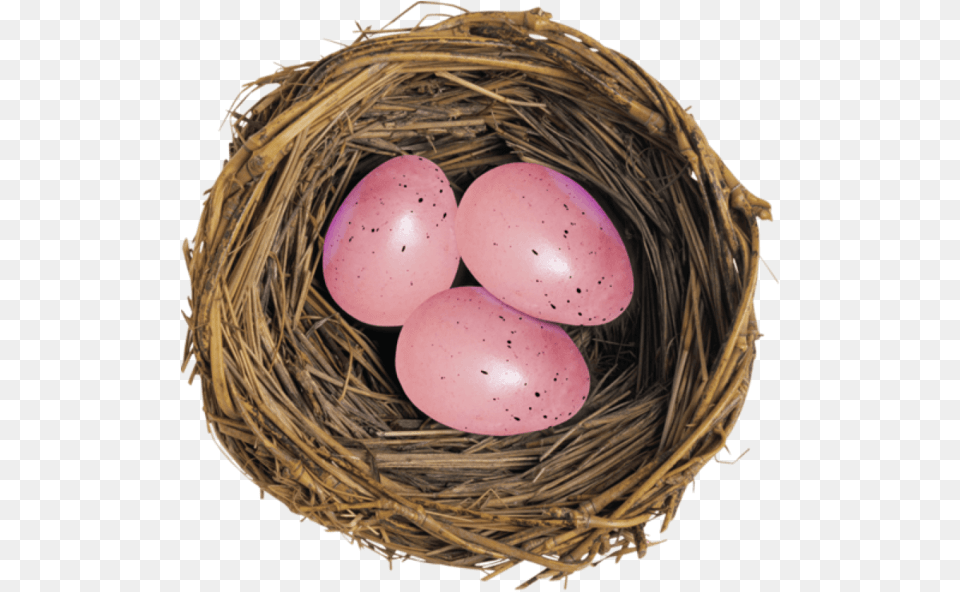European Robin Bird Nest Egg For Easter 850x837 Eggs In A Group, Food, Person Free Png Download