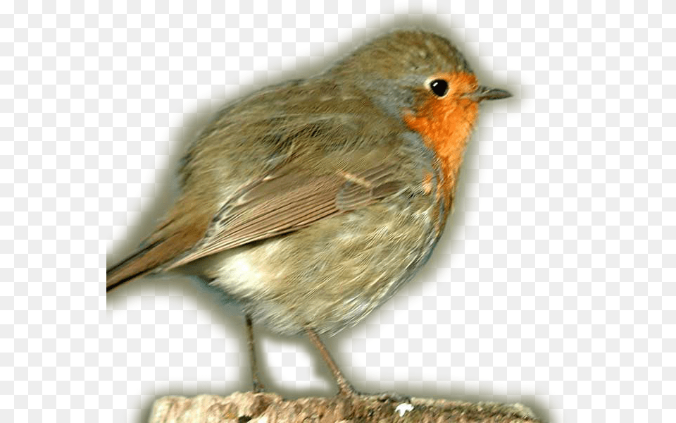 European Robin European Robin, Animal, Bird Free Png Download