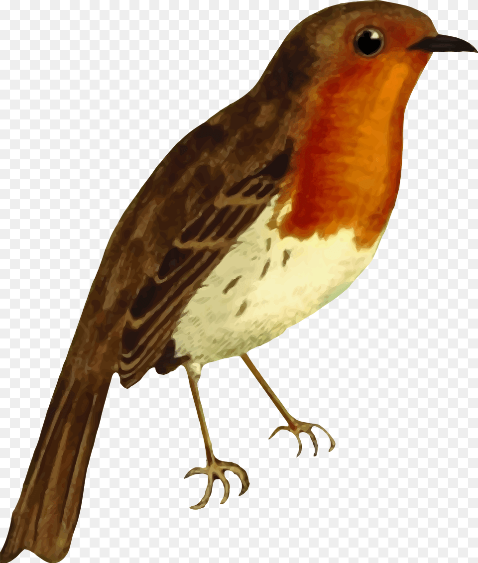 European Robin Isolated Big Robin Red Breast Clipart, Animal, Bird Free Transparent Png