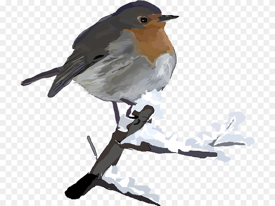 European Robin Transparent Images Winter Birds Clip Art, Animal, Bird, Person Free Png Download