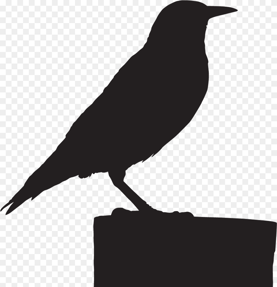 European Starling American Crow, Animal, Bird, Blackbird, Fish Free Png Download