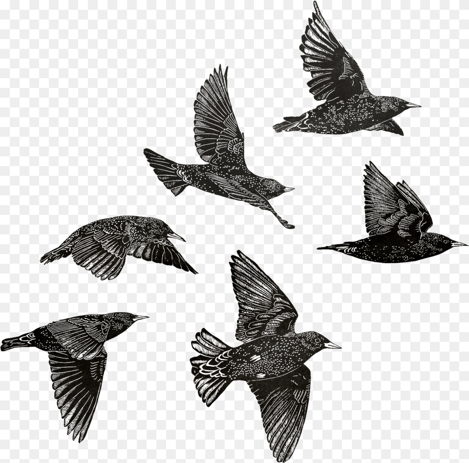 European Starlings Sheet Common Starling, Animal, Bird, Flying, Blackbird Png