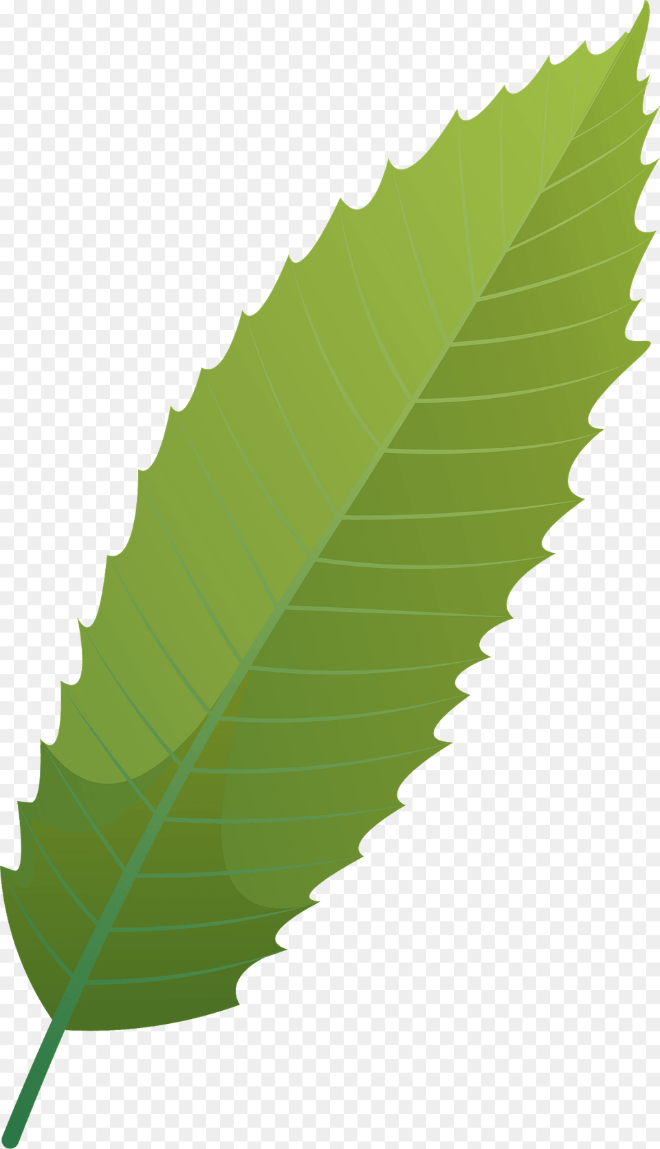European Summer Chestnut Leaf Clipart, Plant, Person Free Transparent Png