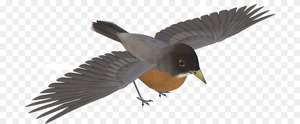 European Swallow, Animal, Bird, Finch, Beak Png Image