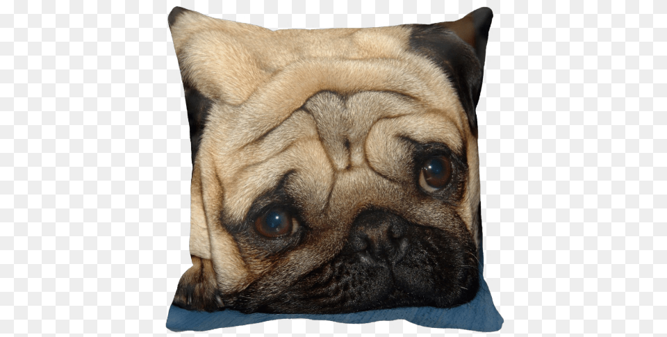 Europug Face Pillow Zazzle Euro Pug Face Cosmetic Bag, Animal, Canine, Dog, Mammal Free Png