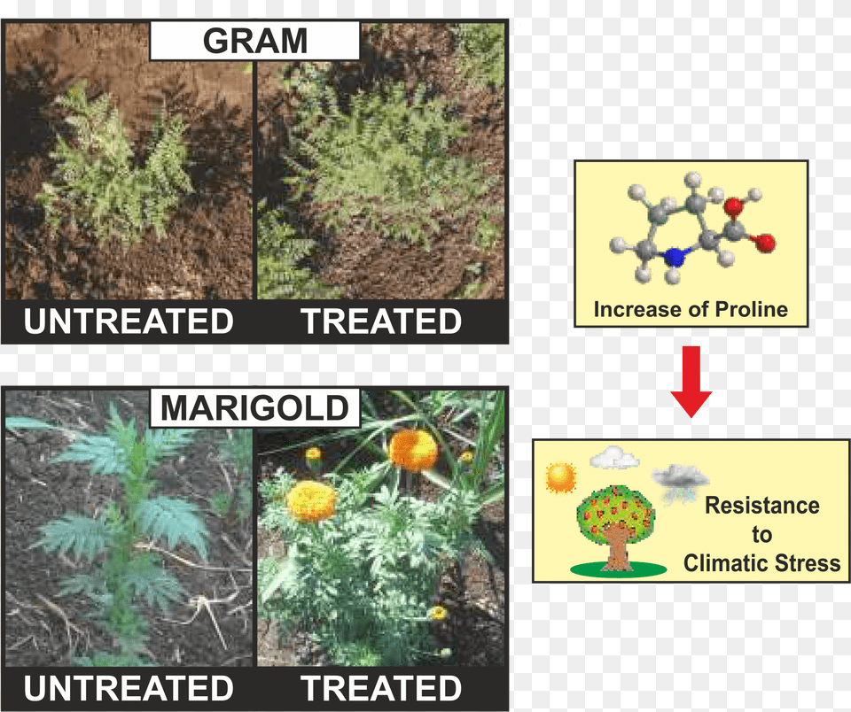 Euryops Pectinatus, Vegetation, Soil, Plant, Outdoors Free Transparent Png