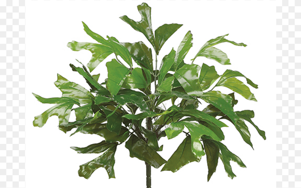 Eva Fishtail Palm Bush Green Absinthe, Leaf, Plant, Potted Plant Png Image
