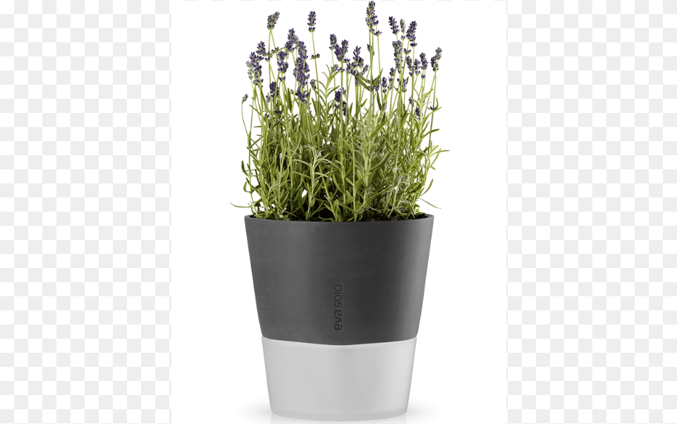 Eva Solo Self Watering Herb Pot Eva Solo Flowerpot, Flower, Lavender, Plant, Potted Plant Png