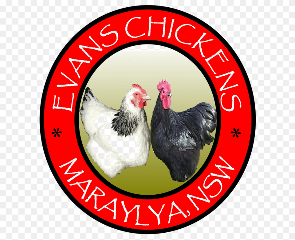 Evans Chickens Photos Backyard Chickens For Sale Sydney Rooster, Animal, Bird, Chicken, Fowl Png Image