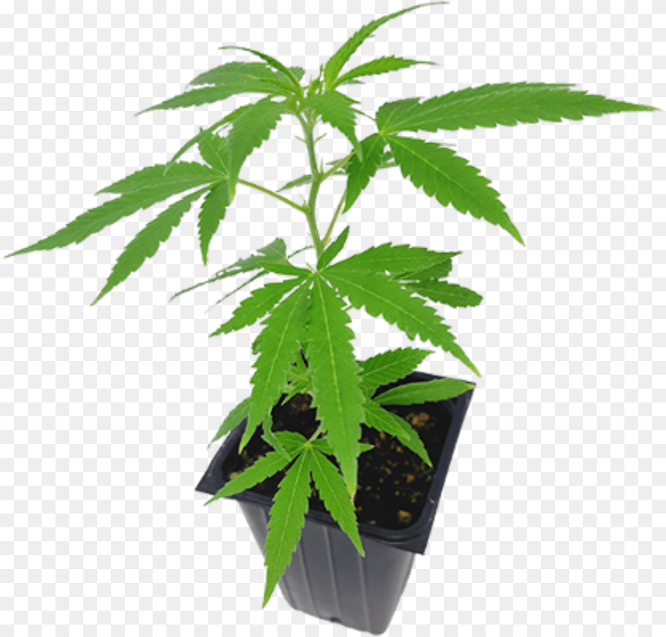 Eve Amp Co Houseplant, Hemp, Leaf, Plant, Tree Png