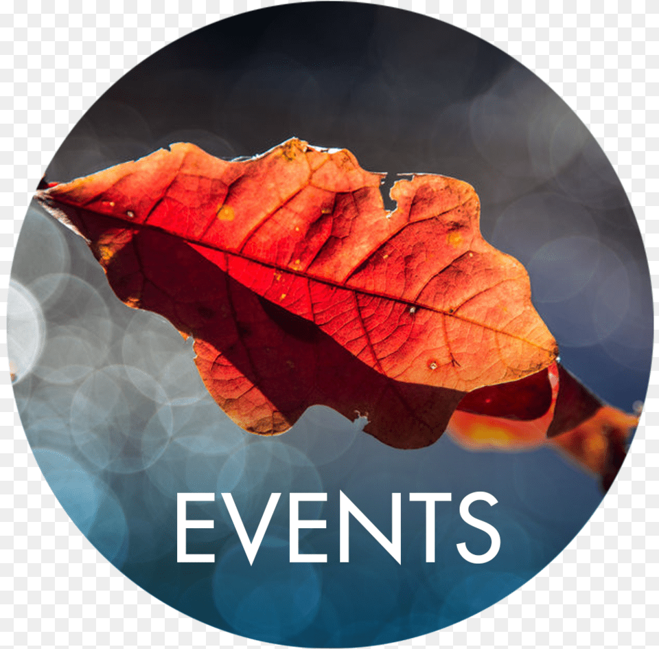 Events Autumn, Leaf, Plant, Tree, Flower Free Png