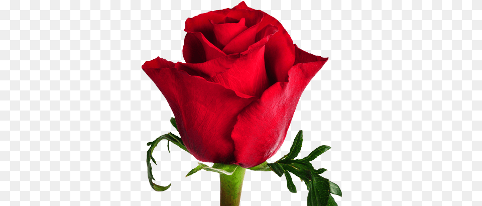 Ever Red Standard Roses Single Flower Images With Names, Plant, Rose Png Image