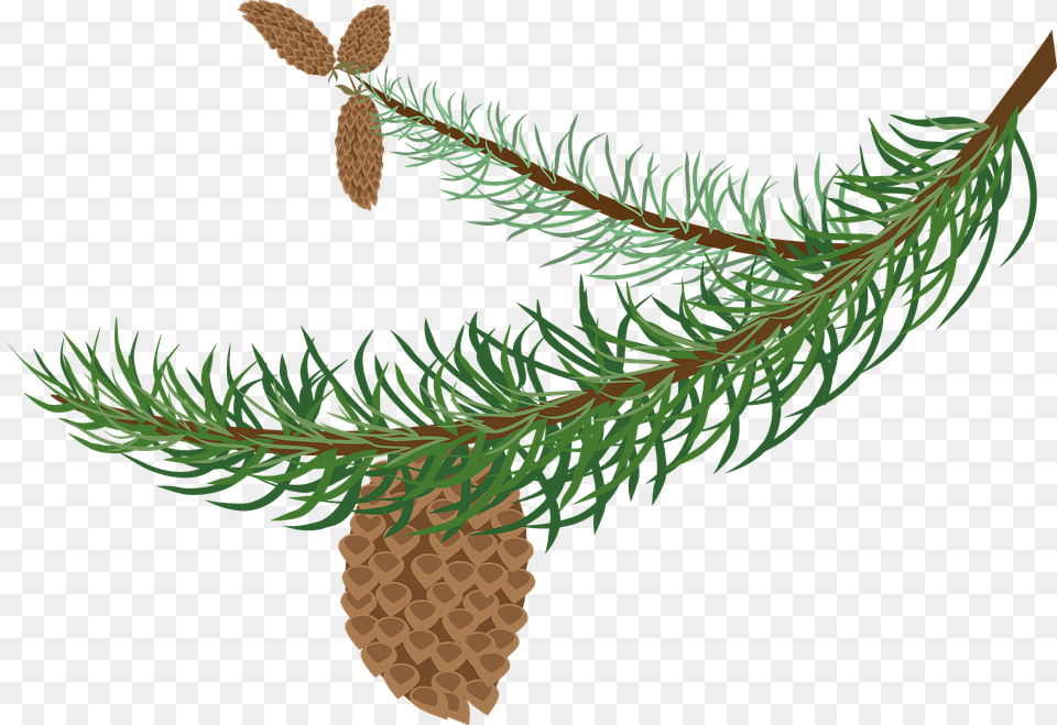 Evergeen Branches Clipart Background Clipart Winter Tree Branch, Conifer, Fir, Pine, Plant Png