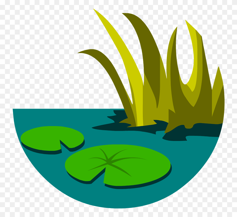 Everglades, Plant, Green, Leaf, Flower Png