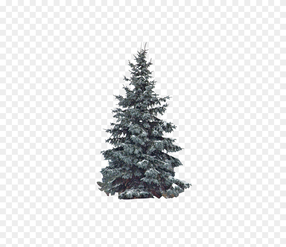 Evergreen Clip, Fir, Pine, Plant, Tree Free Transparent Png