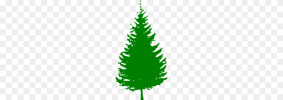 Evergreen Tree, Plant, Fir, Green Png Image
