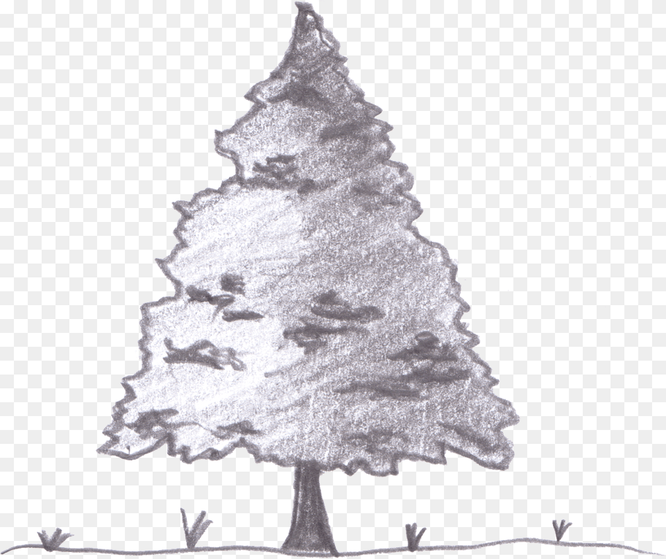 Evergreen, Plant, Tree, Christmas, Christmas Decorations Free Png