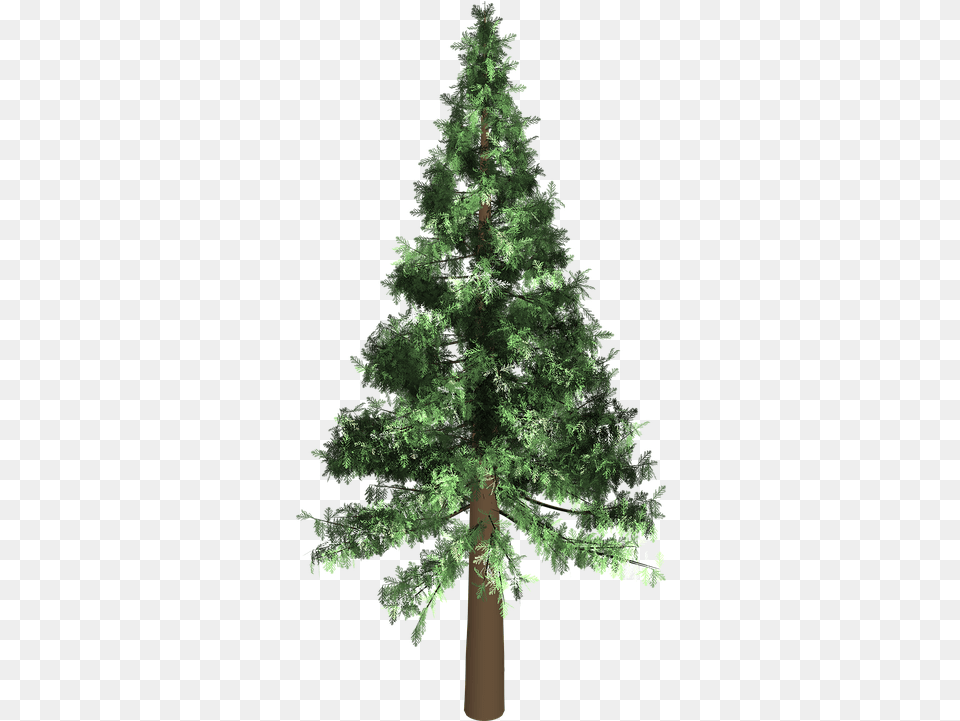 Evergreen 5 Evergreen Trees Transparent, Fir, Pine, Plant, Tree Png Image