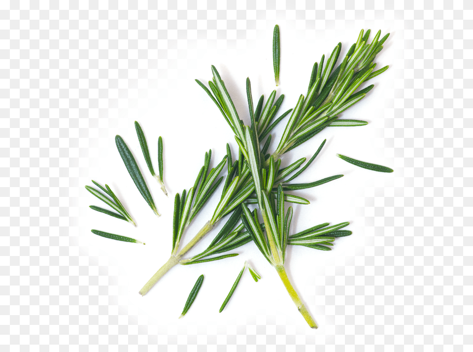 Evergreen, Herbal, Herbs, Plant, Tree Png Image