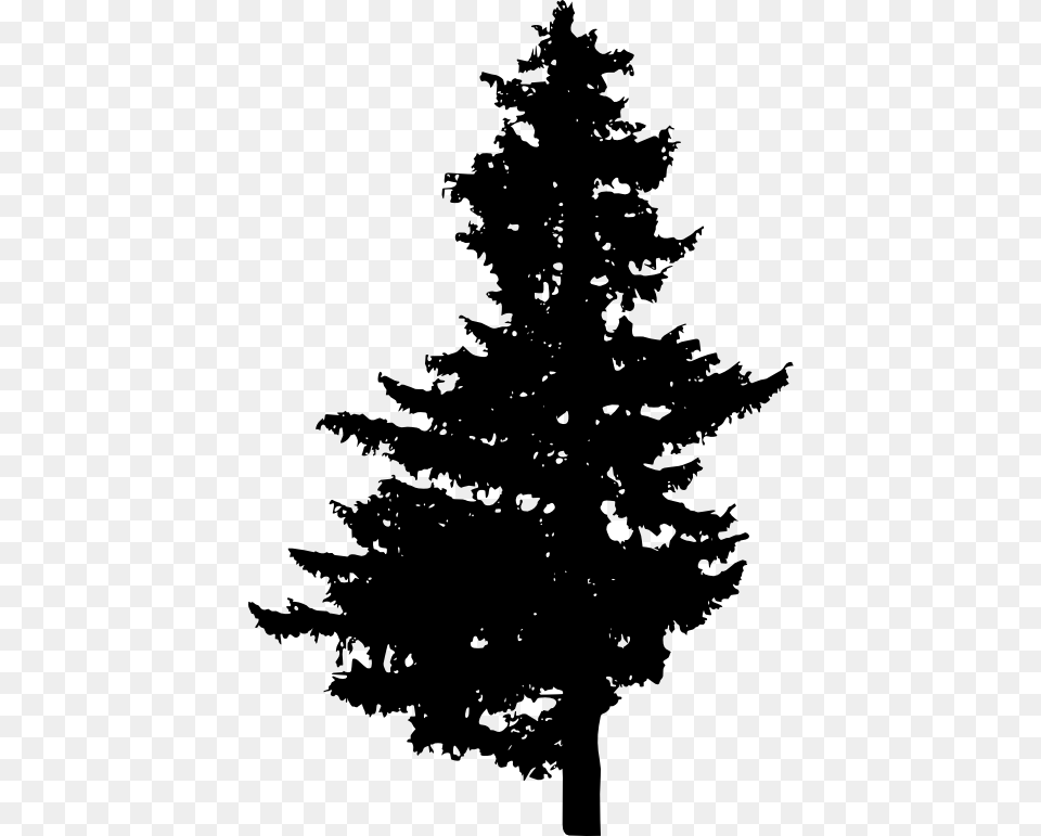 Evergreen Branch, Fir, Pine, Plant, Silhouette Free Png