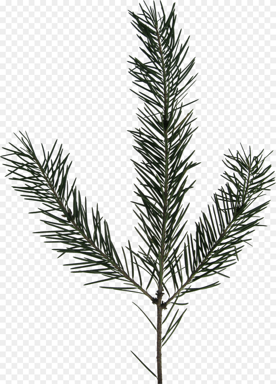 Evergreen Branch Evergreen Branch, Conifer, Fir, Plant, Tree Free Png Download