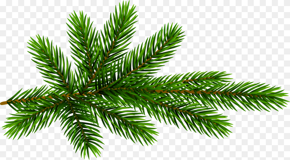 Evergreen Branch Picture Transparent Christmas Pine Tree Branch Free Png