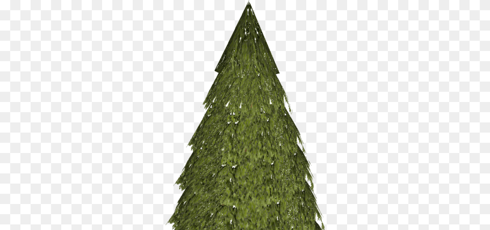 Evergreen Christmas Tree, Fir, Plant, Conifer Png