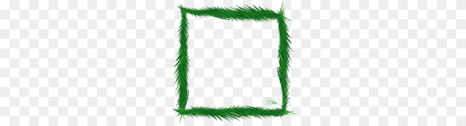 Evergreen Clipart, Green, Blackboard, Grass, Plant Png