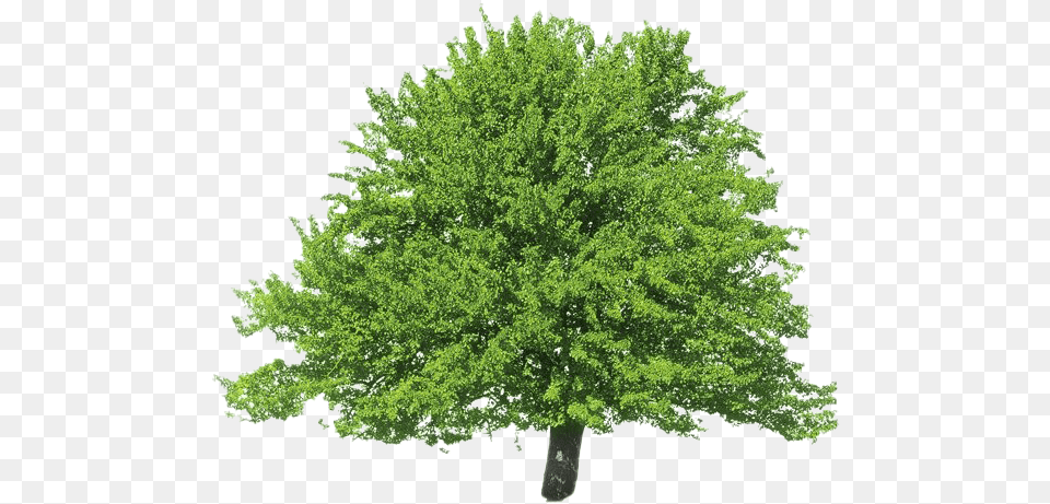 Evergreen Clipart Tulip Tree, Oak, Plant, Sycamore, Vegetation Png Image