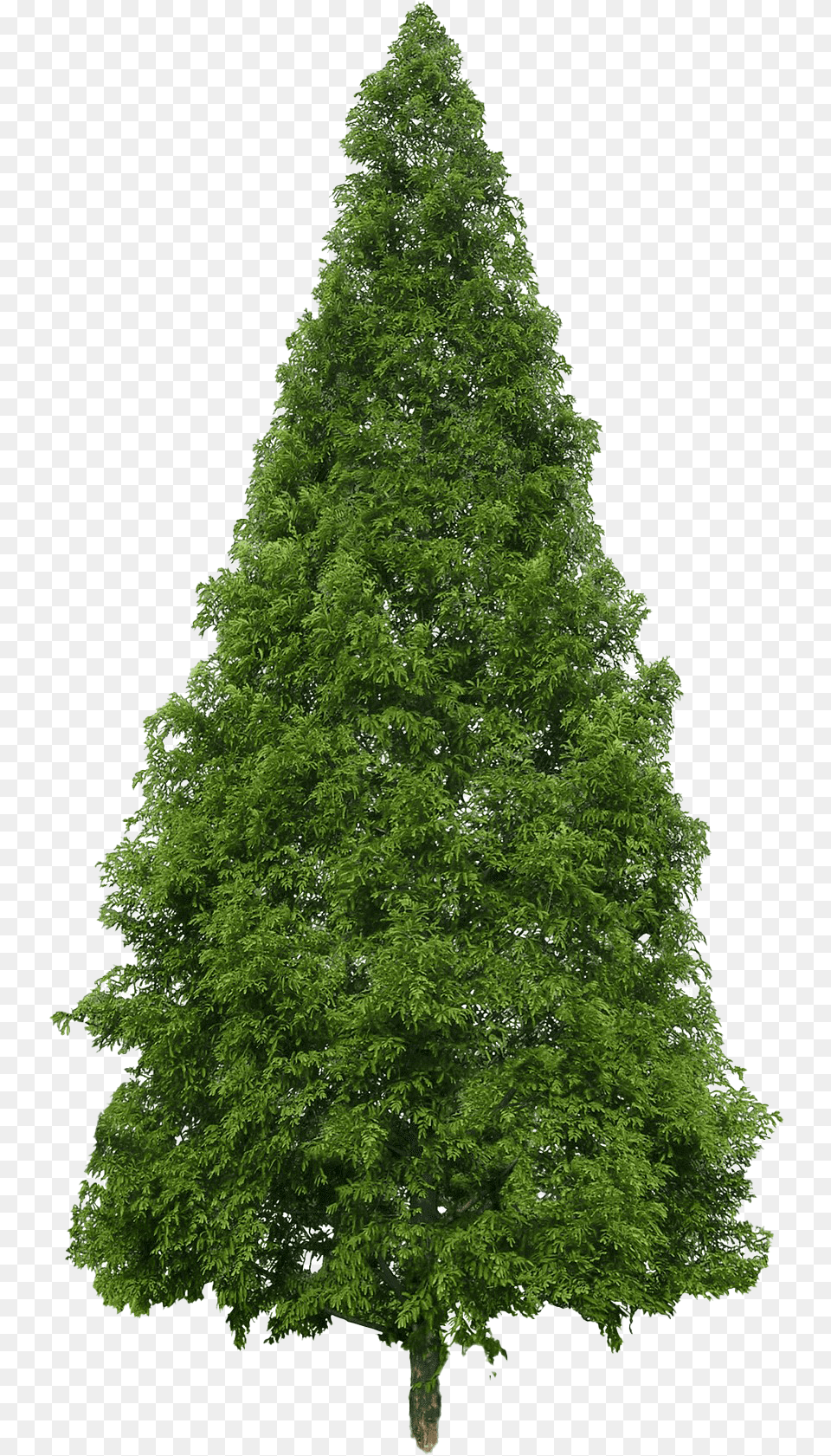 Evergreen Image Evergreen Tree, Fir, Plant, Conifer Free Transparent Png