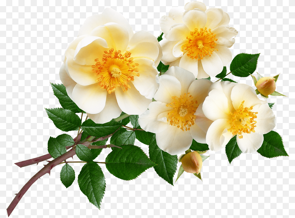 Evergreen Rose, Anemone, Flower, Petal, Plant Png