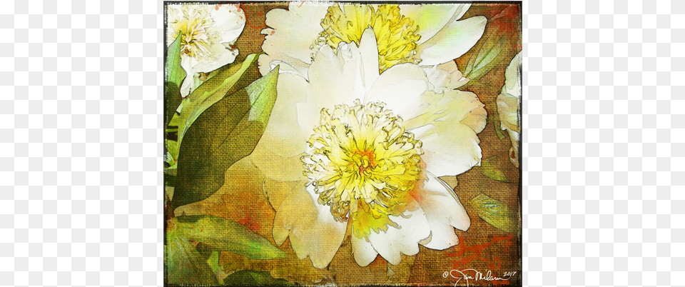 Evergreen Rose, Art, Floral Design, Pattern, Graphics Png Image