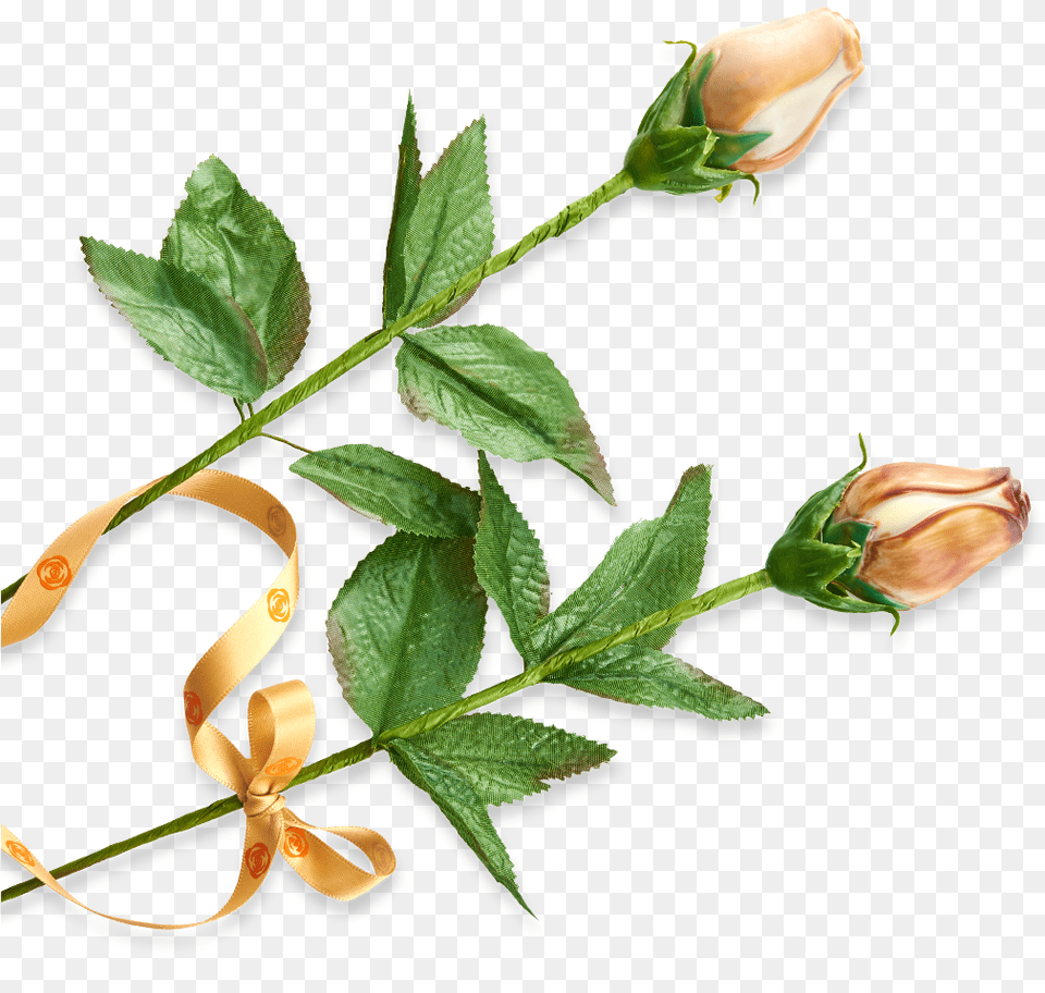 Evergreen Rose, Sprout, Plant, Leaf, Flower Free Transparent Png