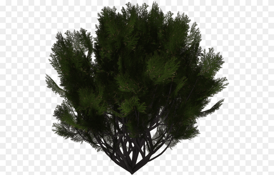 Evergreen Shrub, Conifer, Moss, Plant, Tree Png Image
