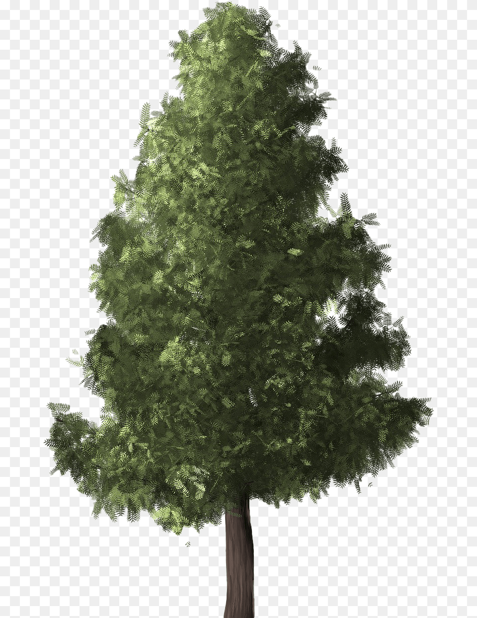 Evergreen Transparent Image Evergreen, Pine, Plant, Tree, Conifer Free Png