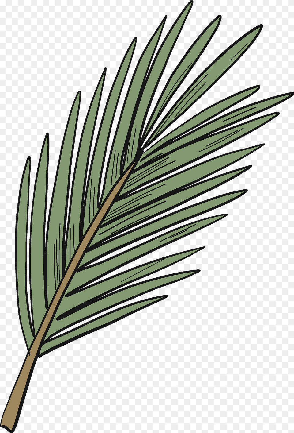 Evergreen Tree Branch Clipart, Leaf, Plant, Grass, Vegetation Free Png