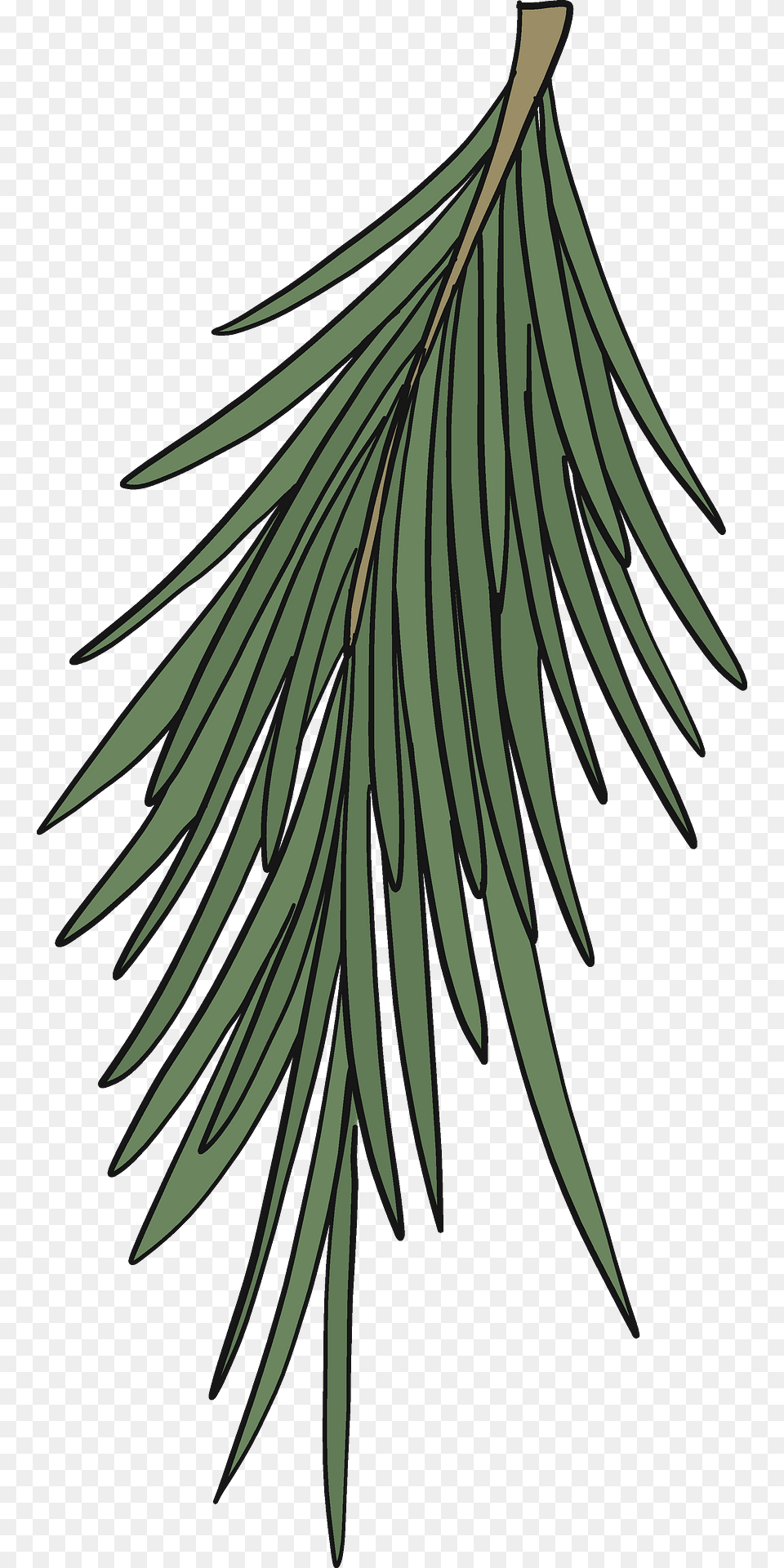Evergreen Tree Branch Clipart, Conifer, Fir, Plant, Yew Free Png Download