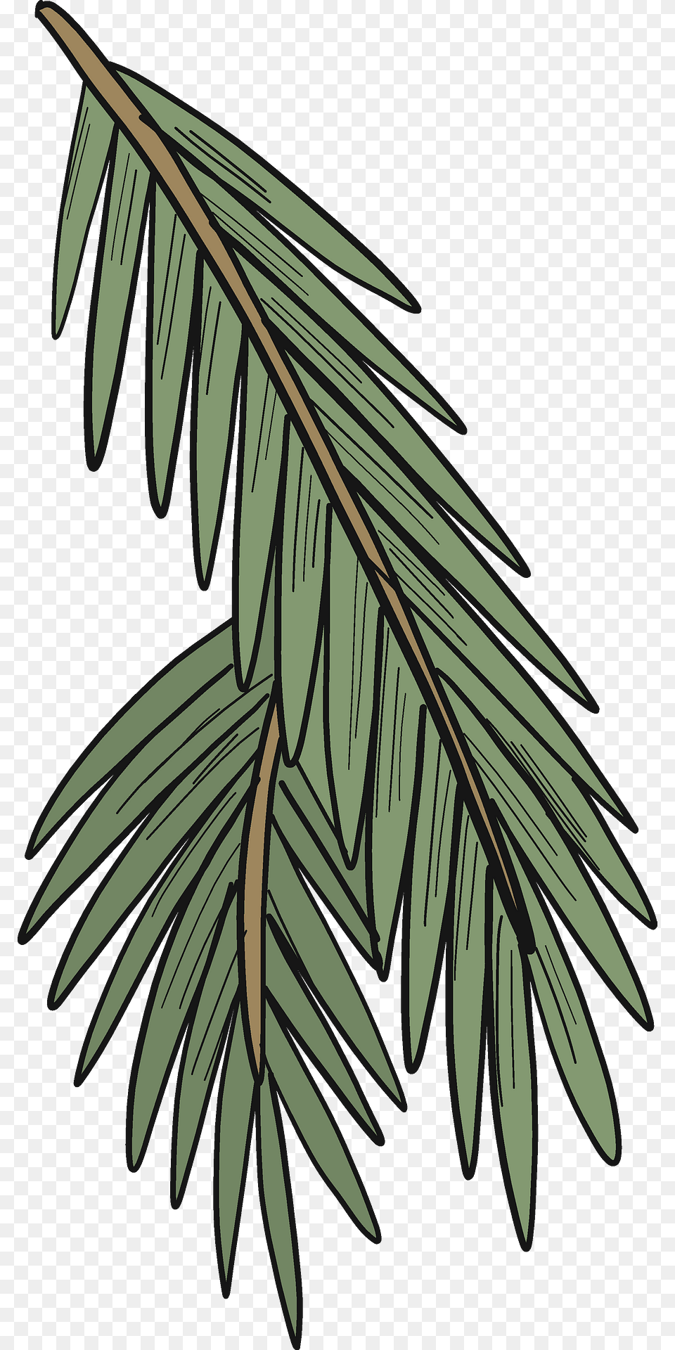 Evergreen Tree Branch Clipart, Vegetation, Leaf, Plant, Conifer Free Png