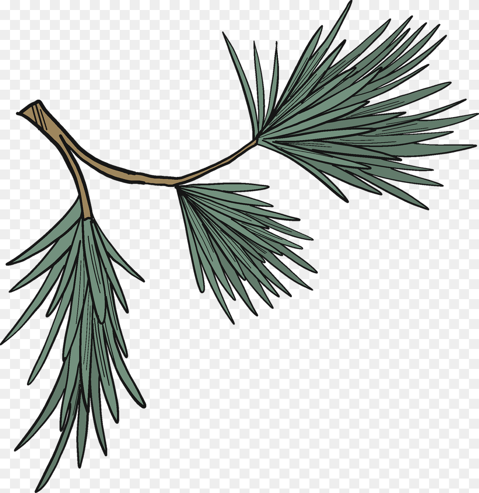 Evergreen Tree Branch Clipart, Conifer, Plant, Pine, Fir Free Transparent Png
