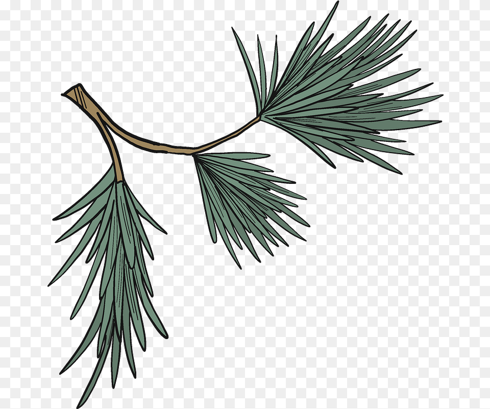Evergreen Tree Branch Clipart Creazilla Evergreen, Conifer, Plant, Leaf, Animal Free Png Download