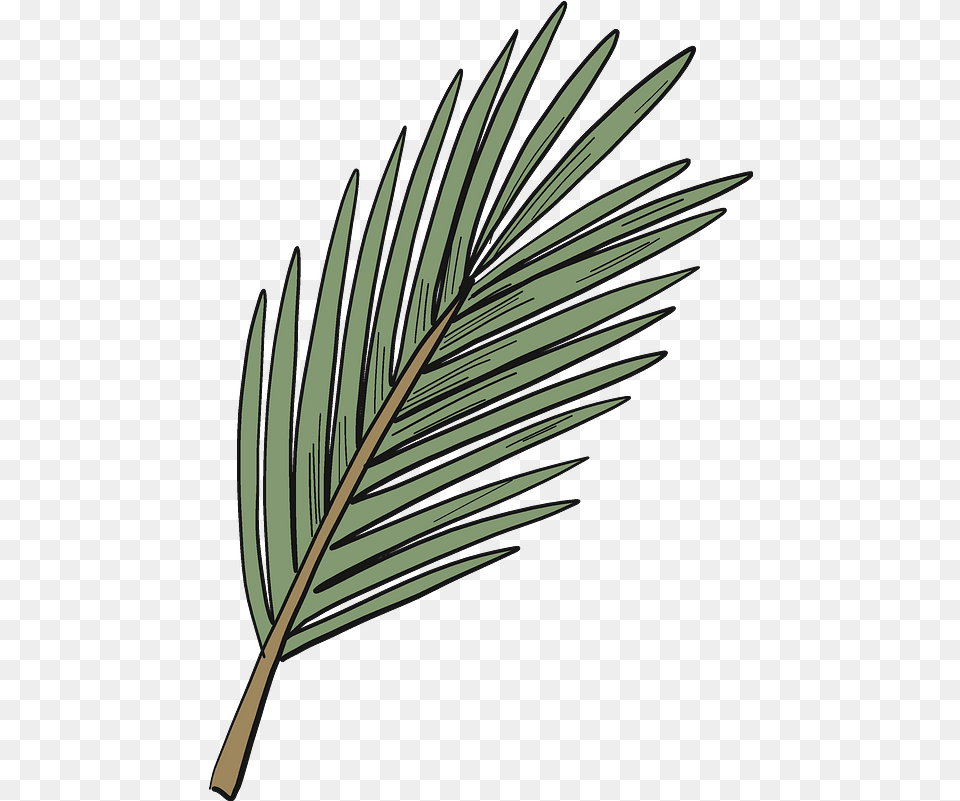 Evergreen Tree Branch Clipart Download Pond Pine, Leaf, Plant, Reed, Blade Free Transparent Png