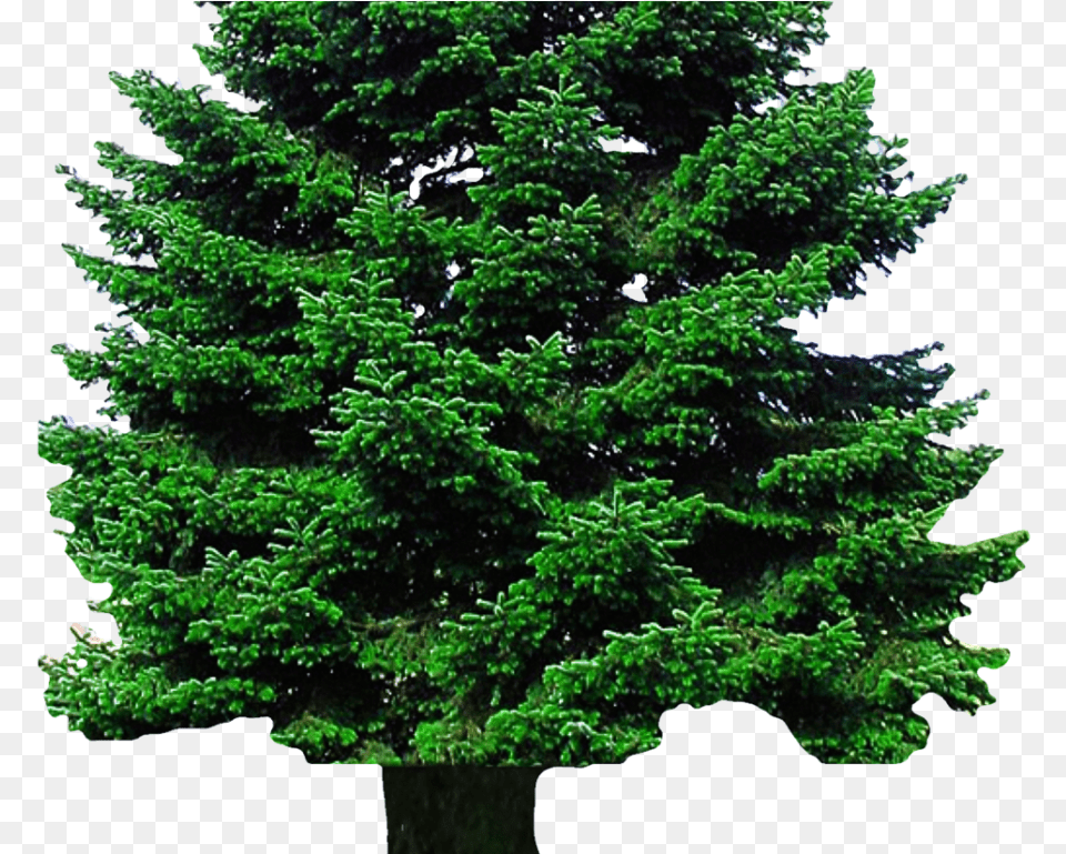 Evergreen Tree Christmas Tree Image Clipart Tree Background, Fir, Pine, Plant, Green Free Transparent Png