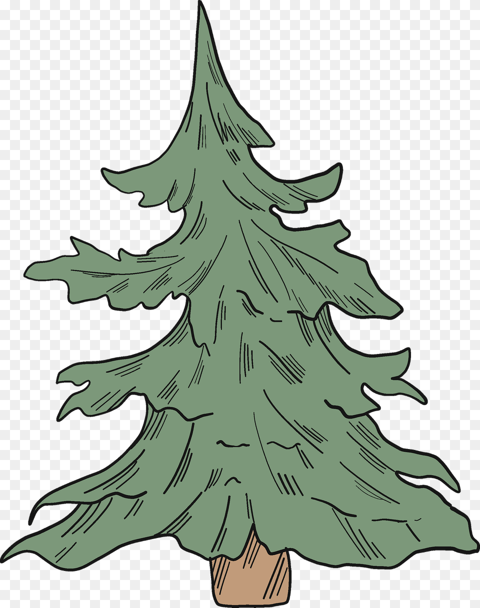 Evergreen Tree Clipart, Plant, Fir, Festival, Christmas Decorations Free Png Download